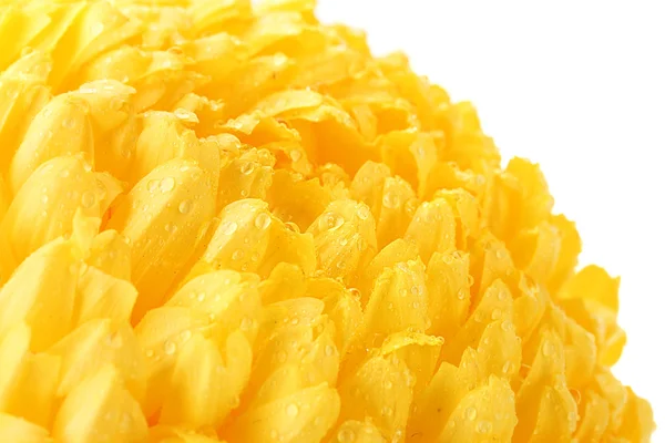 Bright yellow chrysanthemum, isolated on white — Stock Photo, Image