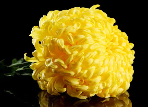 Helder gele chrysanthemum, op zwarte achtergrond — Stockfoto
