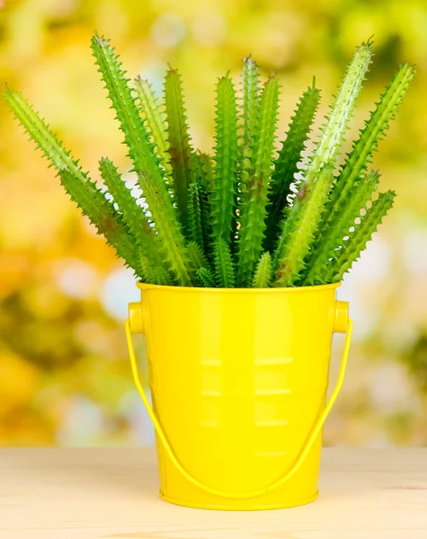 Cactus in pot on bright background — Stock Photo, Image