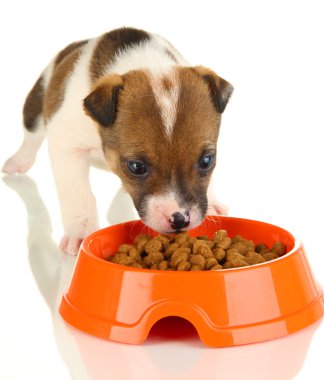 beyaz izole güzel köpek yavrusu