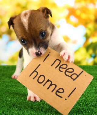 terkedilmiş köpek yavrusu ev doğal backgraund üzerinde yeşil çimenlerin üzerinde aranıyor.