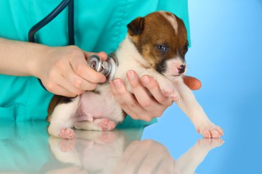 güzel köpek yavrusu üzerinde mavi zemin üzerine veteriner tarafından kontrol