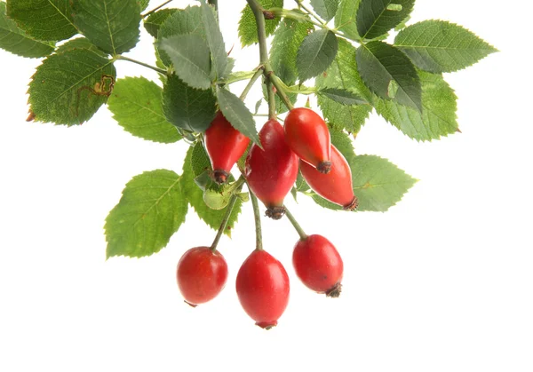 Ripe hip roses on branch with leaves, isolated on white — Stock Photo, Image