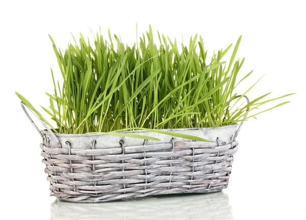 白で隔離されるバスケット内の緑の芝生 — ストック写真
