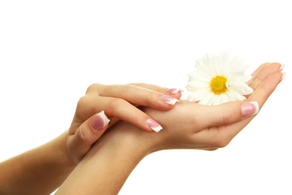 Beautiful woman hands with camomile, isolated on white — Stock Photo, Image
