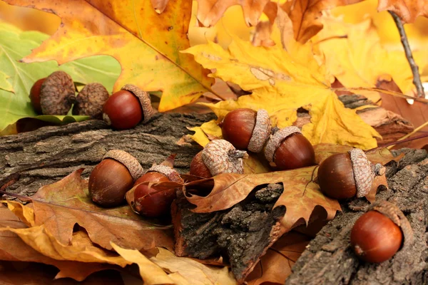 Bellotas marrones sobre hojas de otoño, de cerca — Foto de Stock