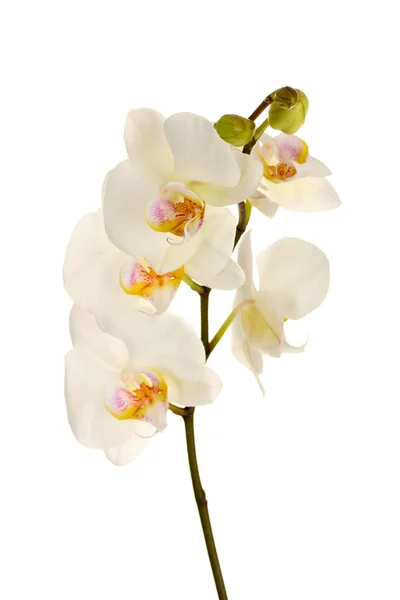Bella orchidea, isolata su bianco — Foto Stock