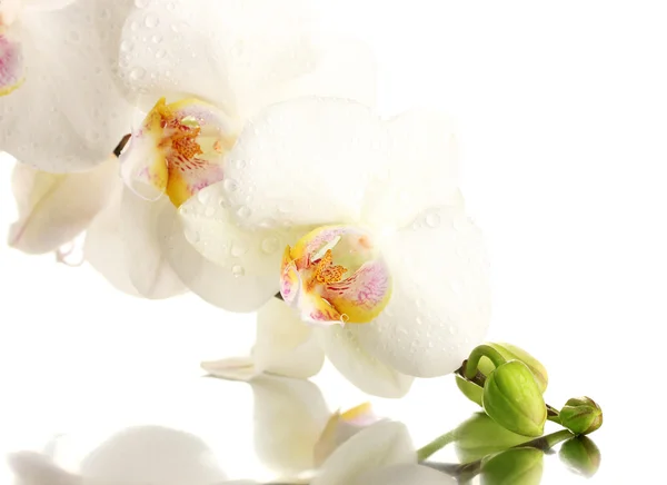 Schöne Orchidee, isoliert auf weiß — Stockfoto