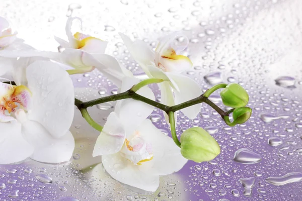 Orquídea bonita branca com gotas no fundo roxo — Fotografia de Stock