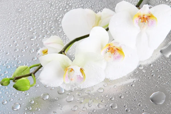 Witte mooie orchideeën met druppels — Stockfoto