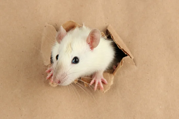 Смешная маленькая крыса на бумажном фоне — стоковое фото