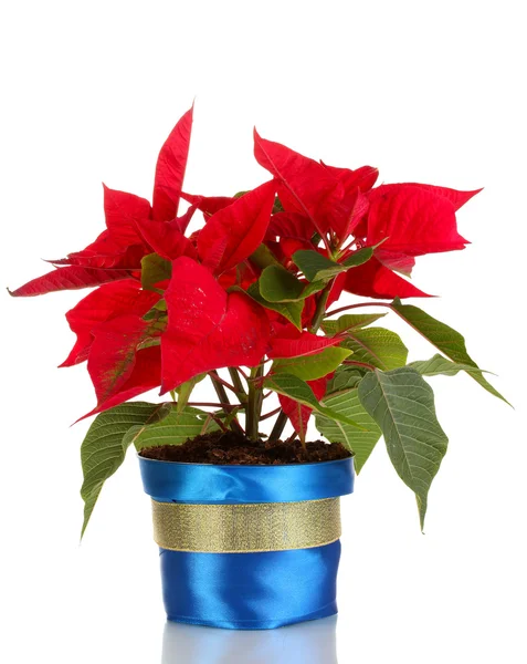 Bella poinsettia isolata su bianco — Foto Stock