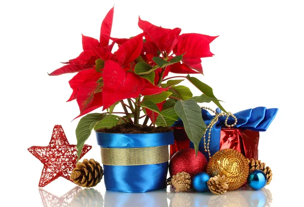 Красива пуансетія з різдвяними кульками і подарунками ізольована на білому — стокове фото