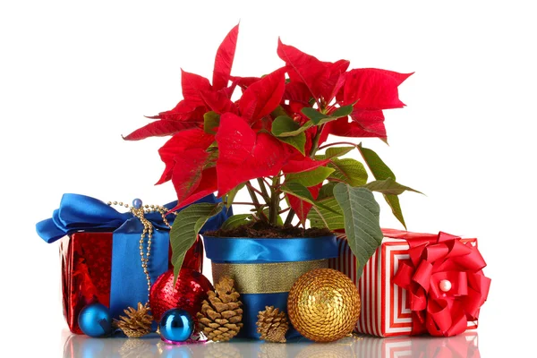 Beautiful poinsettia with christmas balls and presents isolated on white — Stock Photo, Image