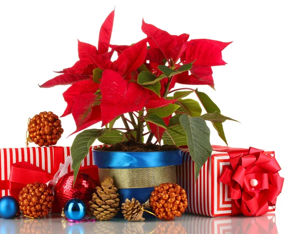 Hermosa poinsettia con bolas de Navidad y regalos aislados en blanco —  Fotos de Stock