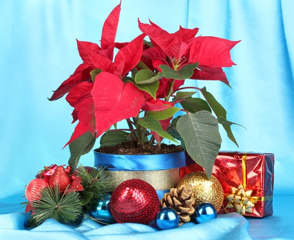 Bella poinsettia con palle di Natale e regali su sfondo tessuto blu — Foto Stock