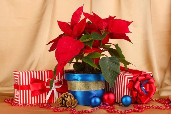 Mooie poinsettia met kerstballen en geschenken op goud stof achtergrond — Stockfoto