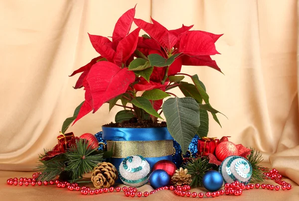 Hermosa poinsettia con bolas de Navidad sobre fondo de tela de oro — Foto de Stock