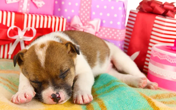 Beautiful little puppy sleeping surrounded by gifts — Stock Photo, Image