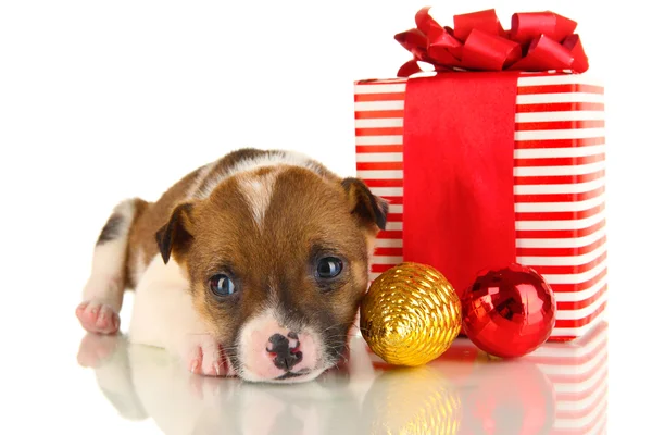 Mooie kleine pup omringd door geschenk geïsoleerd op wit — Stockfoto