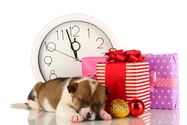 Beautiful little puppy surrounded by gift isolated on white — Stock Photo, Image