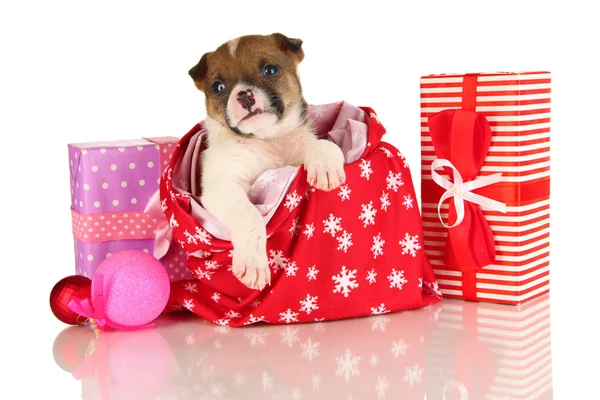 Bellissimo cucciolo nella borsa di Capodanno isolato su bianco — Foto Stock