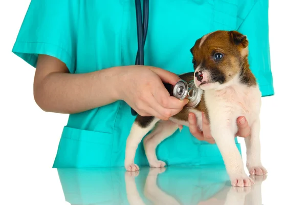 Piękny mały szczeniak na kontroli przez lekarza weterynarii na białym tle — Zdjęcie stockowe
