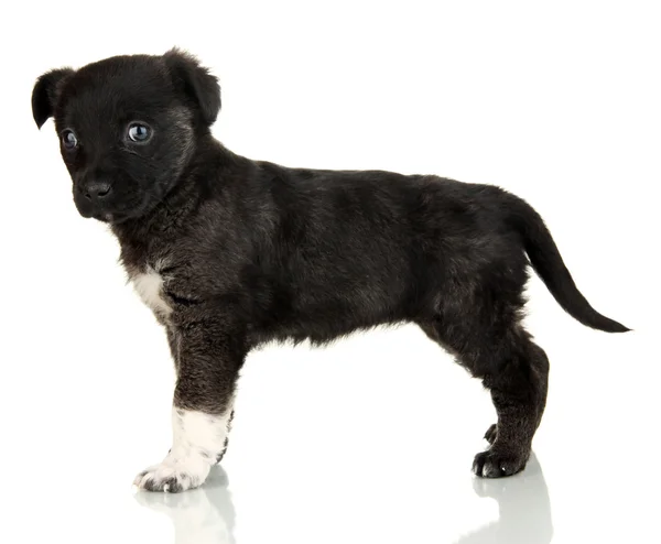 Chiot mignon isolé sur blanc — Photo