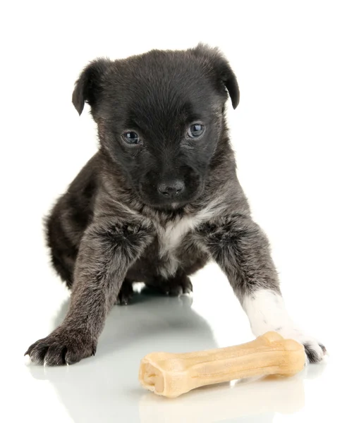 Carino cucciolo con osso isolato su bianco — Foto Stock