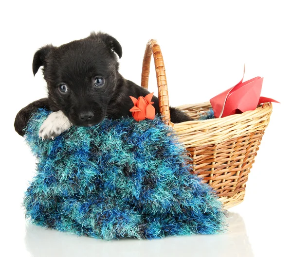 Cute puppy in basket isolated on white — Stock Photo, Image