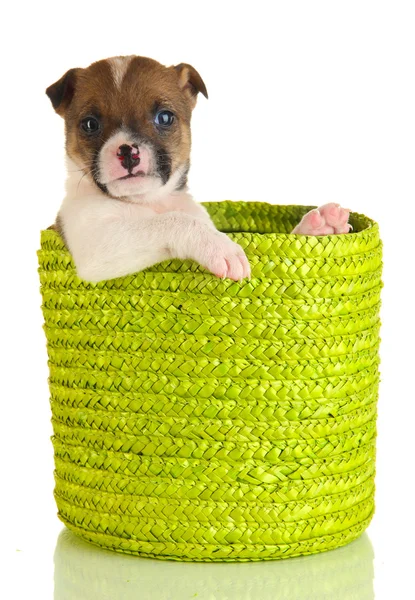 Beautiful little puppy in basket isolated on white Royalty Free Stock Images