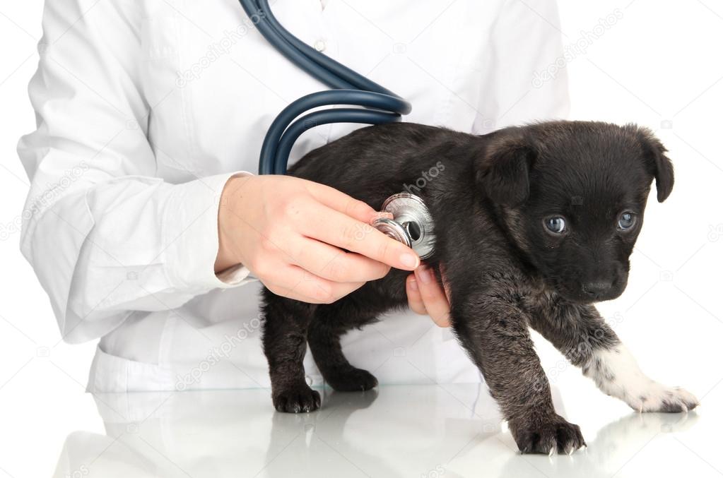 vet checking the heart rate of puppy isolated on white