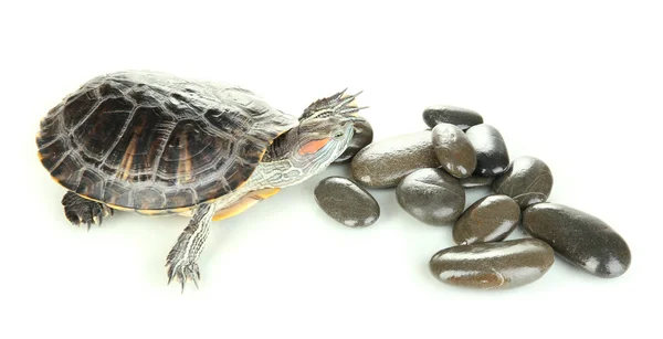 Tortue oreille rouge isolée sur blanc — Photo