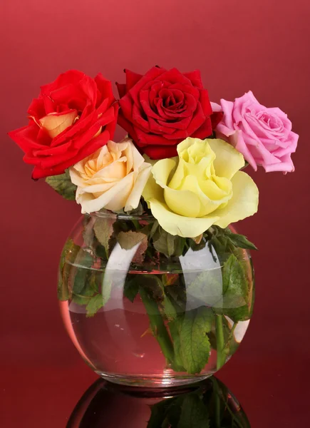 Belas rosas em vaso de vidro no fundo vermelho — Fotografia de Stock