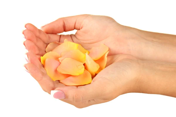 Yellow rose petals with hands on white background — Stock Photo, Image