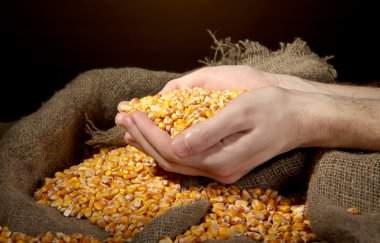 tahıl, kahverengi Mısır arka plan üzerinde elleriyle adam