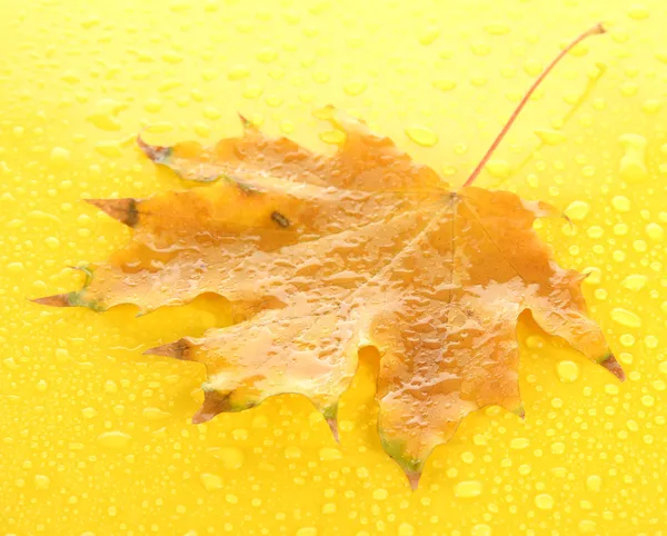 Hoja de otoño brillante, sobre fondo amarillo — Foto de Stock