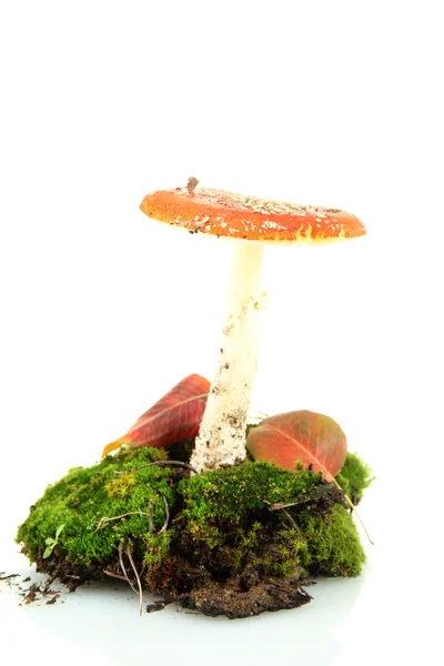 Red amanita with moss isolated on white — Stock Photo, Image