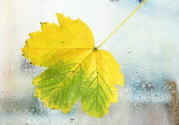 Autumn maple leaf on glass with natural water drops — Stock Photo, Image