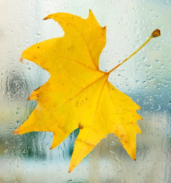 Autumn maple leaf on glass with natural water drops — Stock Photo, Image