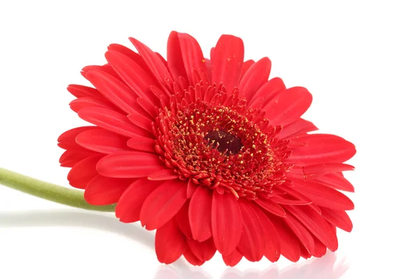 Bela flor de gerbera isolada em branco — Fotografia de Stock