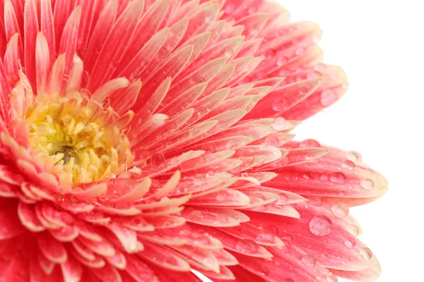 Bela flor de gerbera isolada em branco — Fotografia de Stock