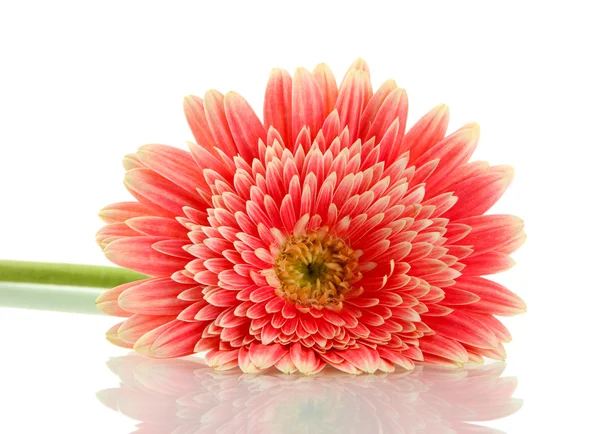 Beautiful gerbera flower isolated on white — Stock Photo, Image