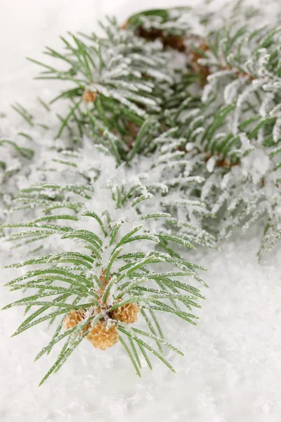 积雪覆盖的云杉 — 图库照片