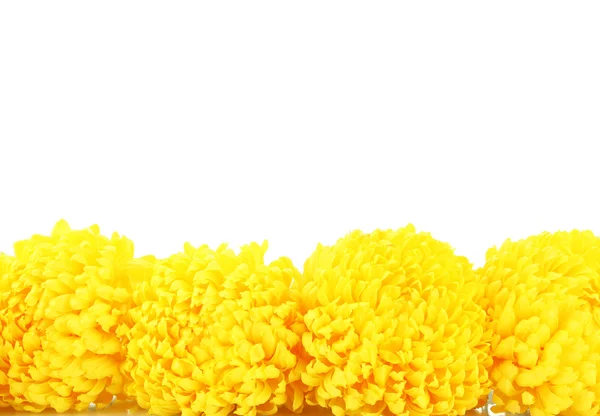 Világos sárga krizantém, elszigetelt fehér — Stock Fotó
