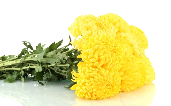 Bright yellow chrysanthemums, isolated on white — Stock Photo, Image