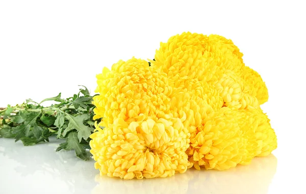 Bright yellow chrysanthemums, isolated on white — Stock Photo, Image