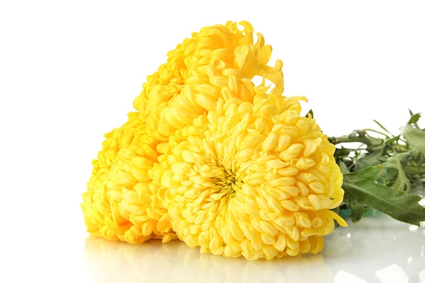 Leuchtend gelbe Chrysanthemen, isoliert auf weiß — Stockfoto