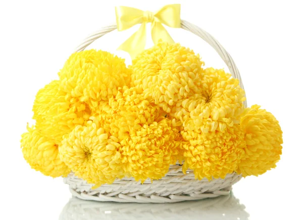 Bright yellow chrysanthemums in basket, isolated on white — Stock Photo, Image