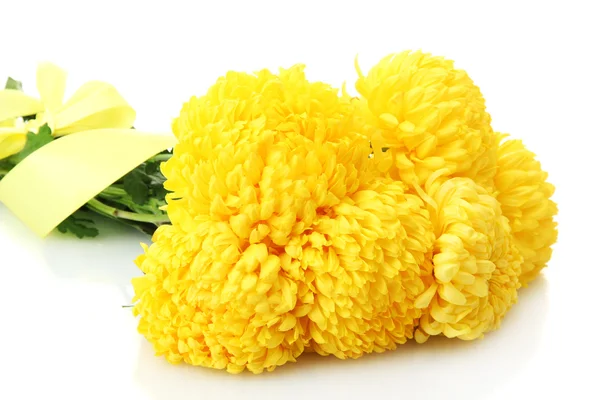 Jasne żółte chryzantemy, na białym tle — Zdjęcie stockowe